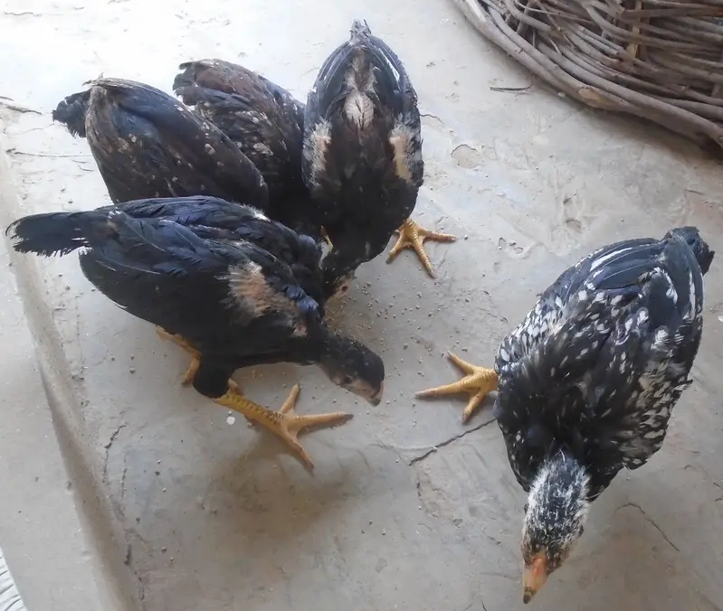 Purel Breed Desi Chicken — photo 11