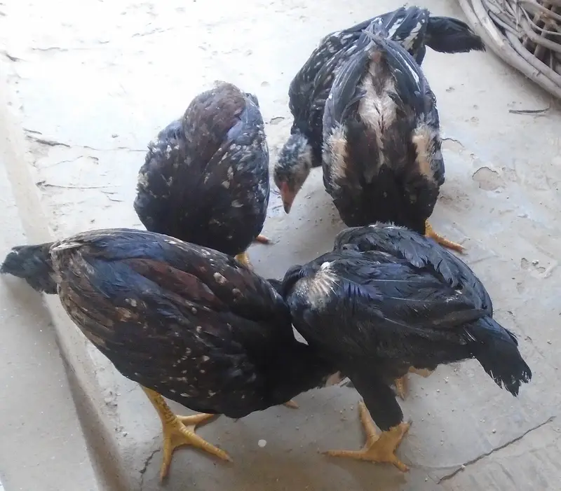Purel Breed Desi Chicken — photo 12