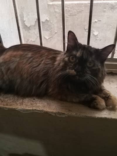 Persian Cat