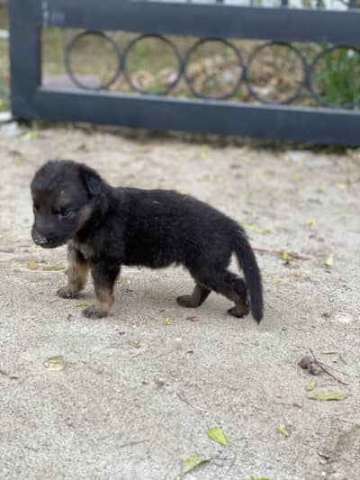 German Shepherd Puppy