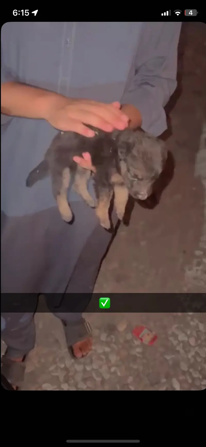 German Shepherd Puppy — photo 2