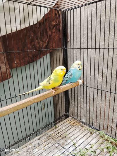 Budgie pair