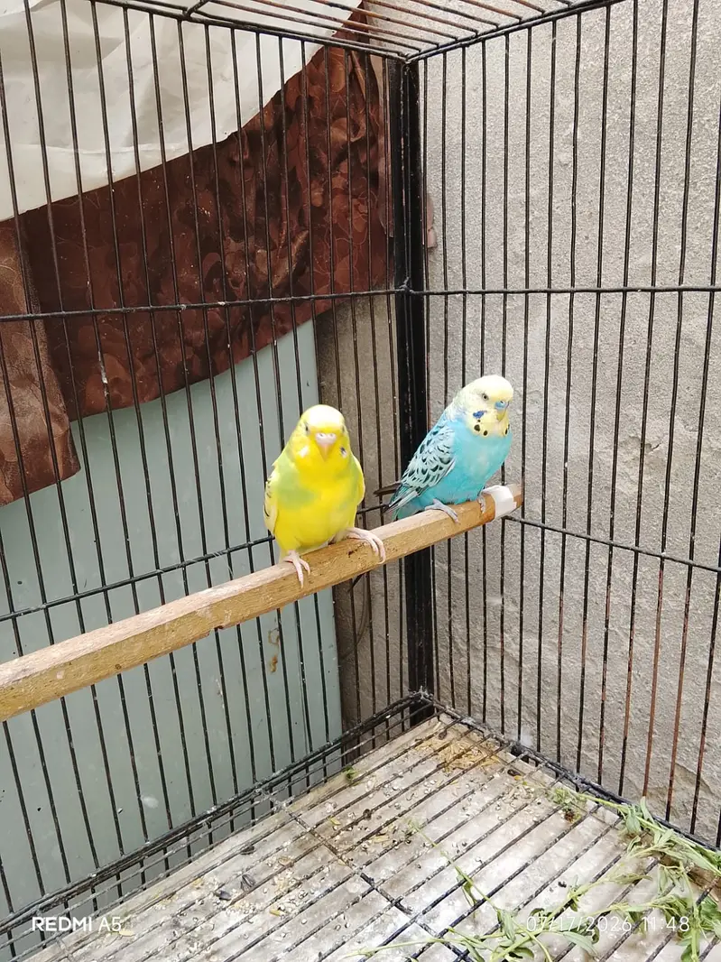 Budgie pair — photo 2