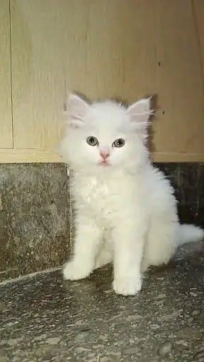 Persian cat for sale male or female my WhatsApp number3093629454 — photo 3