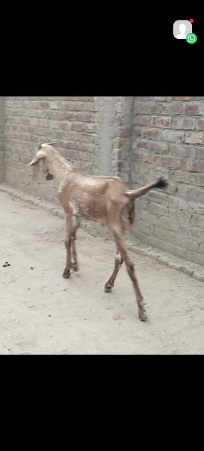 bakry for sale