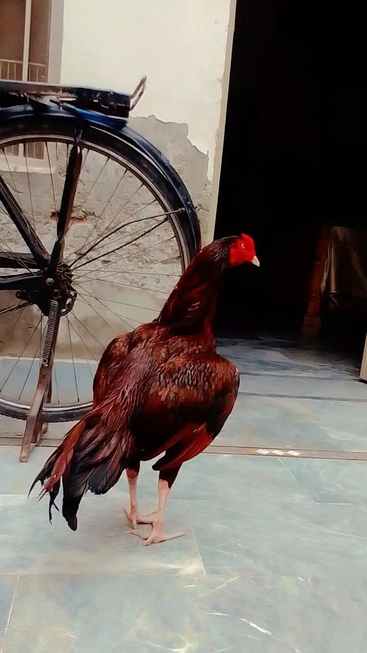 Miawali Aseel Murga — photo 2