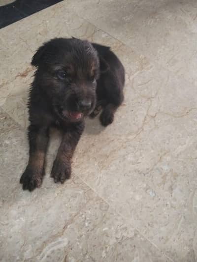 German shepherd puppy female