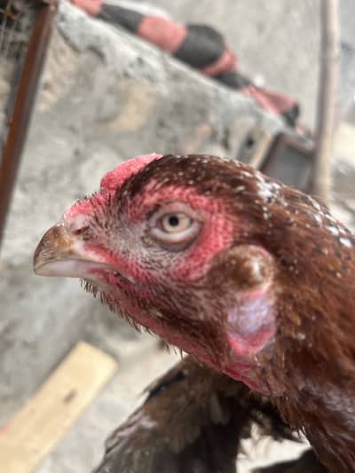 2 high quality hens