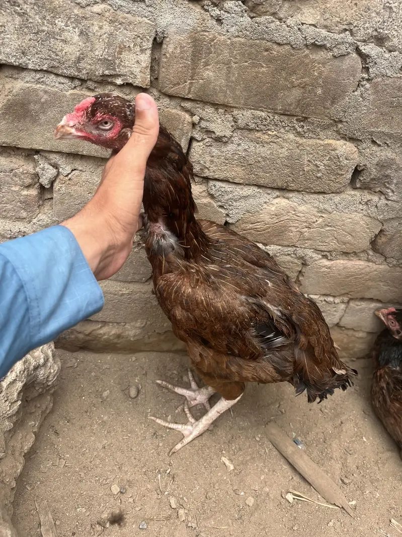 2 high quality hens — photo 2