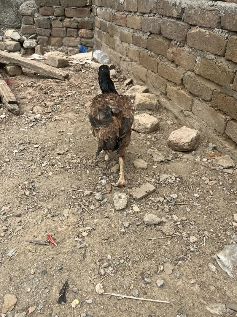 2 high quality hens — photo 3
