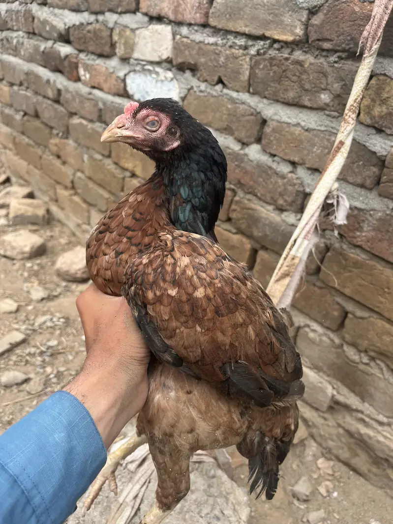 2 high quality hens — photo 4