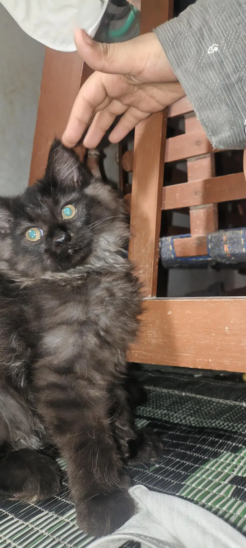dollface kitten urgent sale 3 shades in hair — photo 2