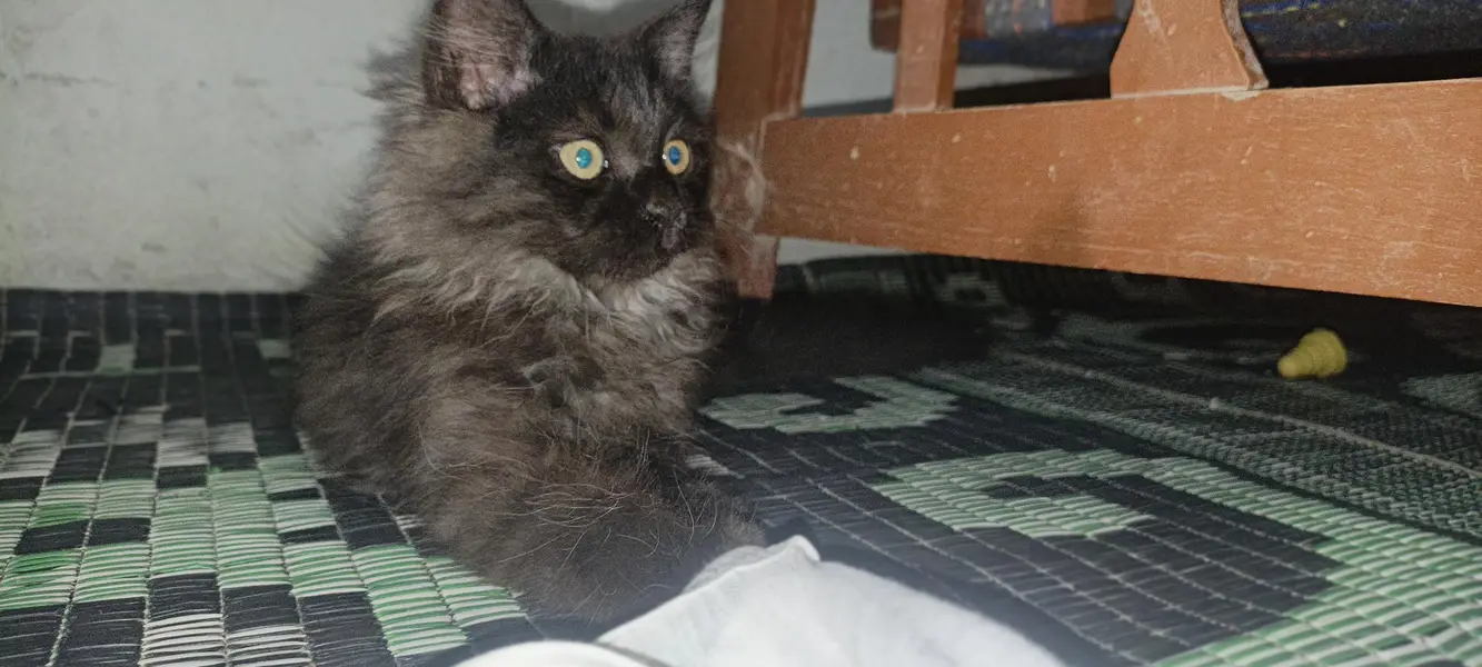 dollface kitten urgent sale 3 shades in hair — photo 4