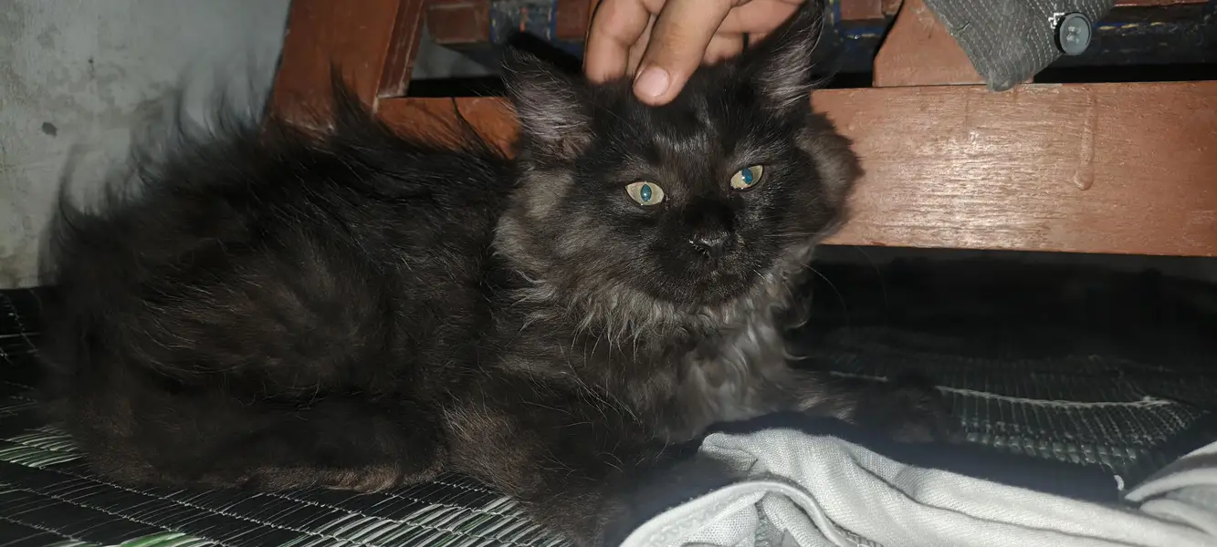 dollface kitten urgent sale 3 shades in hair — photo 5