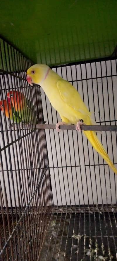 yellow male for sale 03127093372