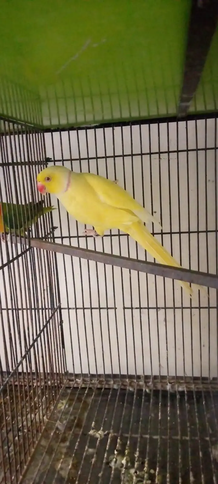 yellow male for sale 03127093372 — photo 2