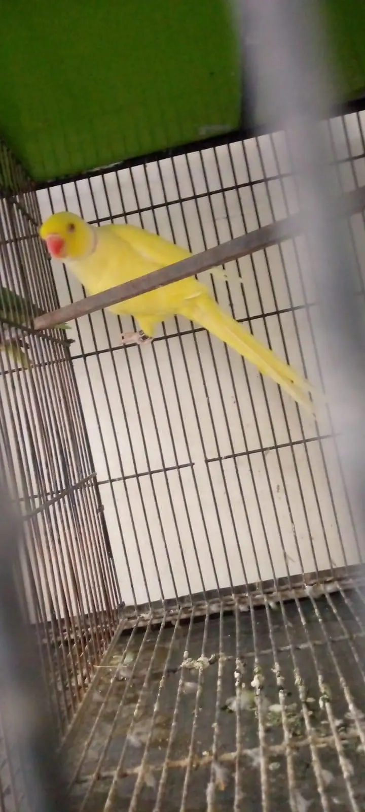 yellow male for sale 03127093372 — photo 3