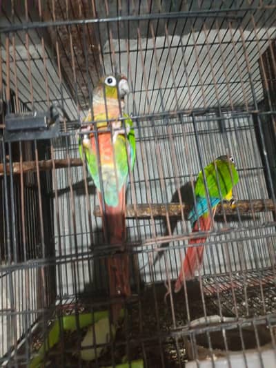 pineapple kanor pair forsale