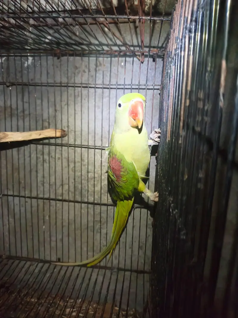 pineapple kanor pair forsale — photo 3