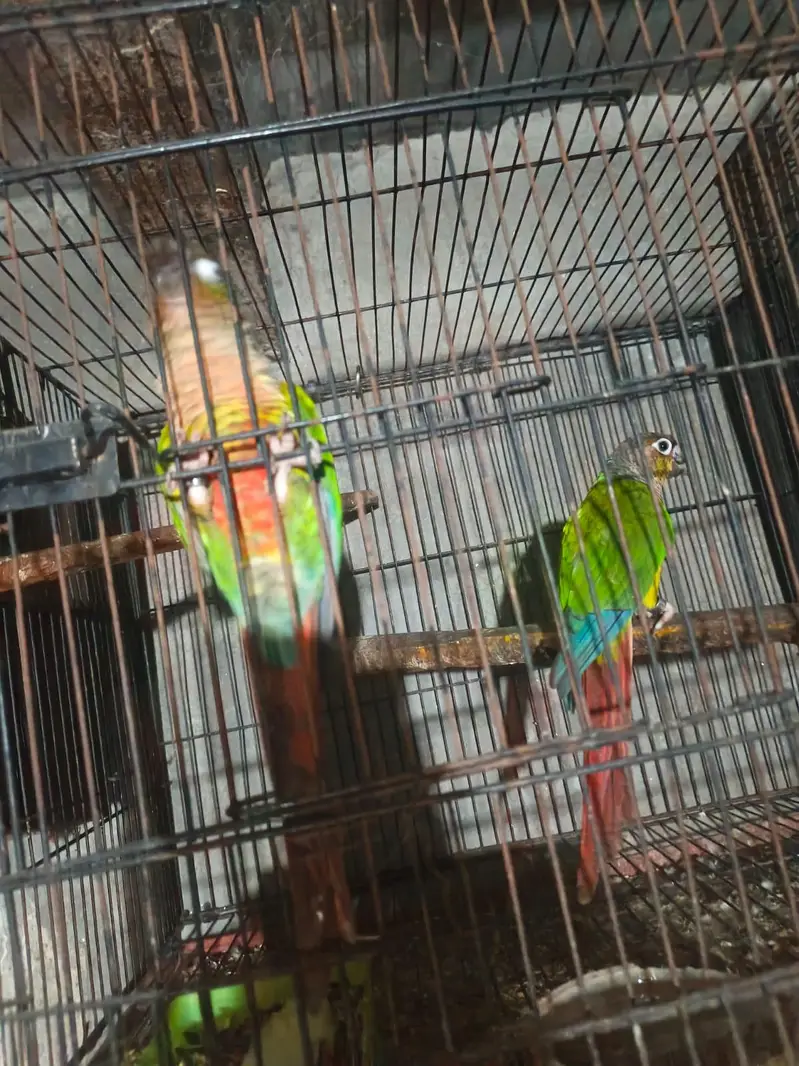 pineapple kanor pair forsale — photo 4