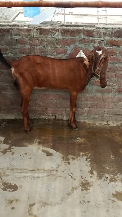 naagra goat for sale