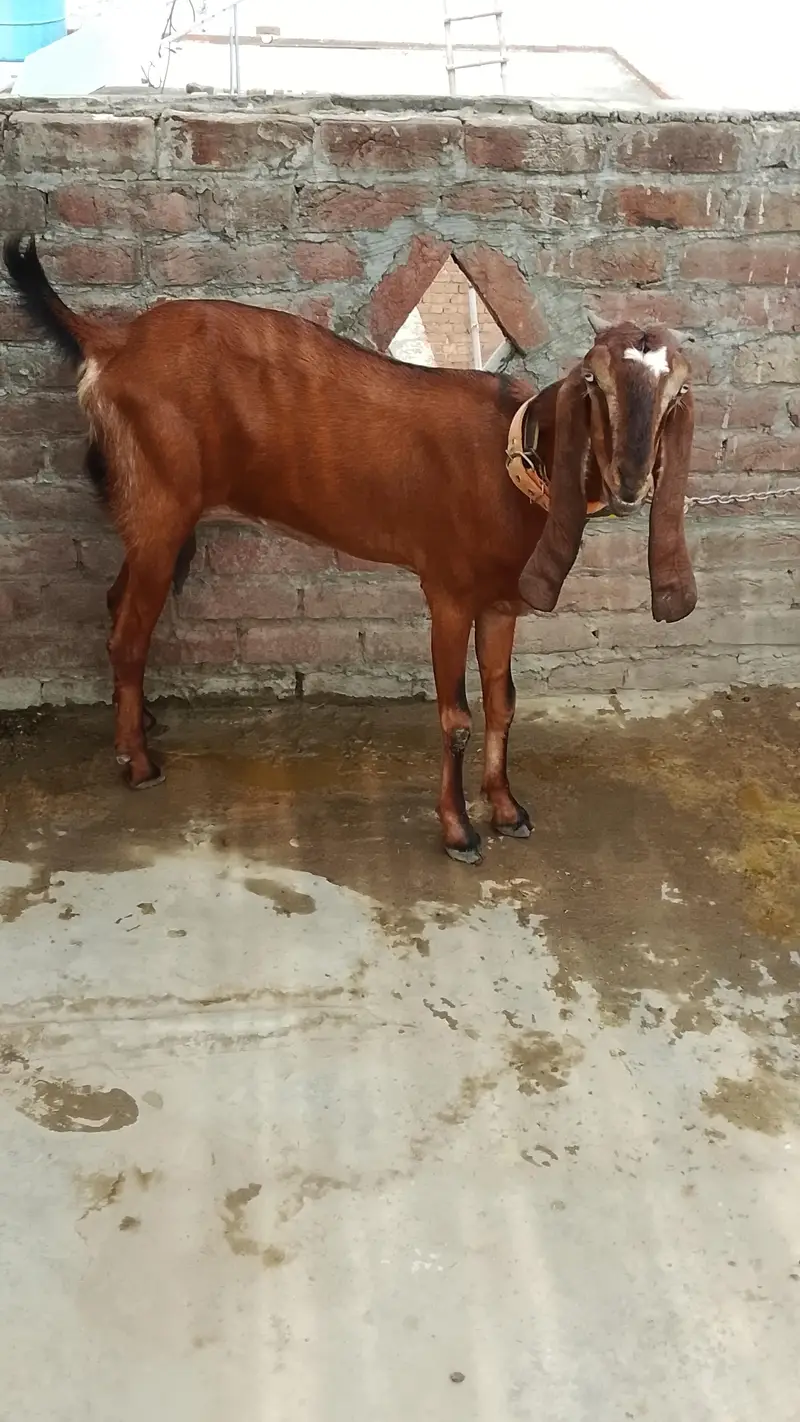 naagra goat for sale — photo 2