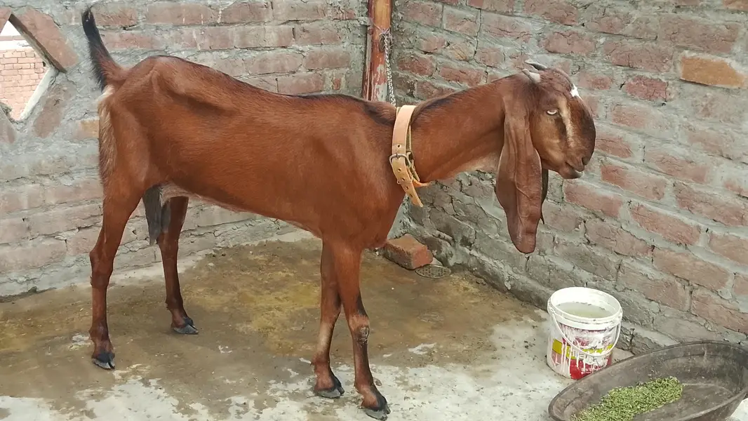 naagra goat for sale — photo 3