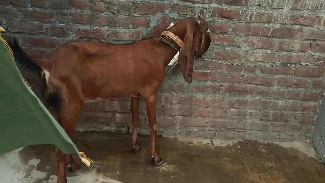 naagra goat for sale — photo 4