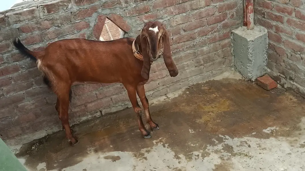 naagra goat for sale — photo 5