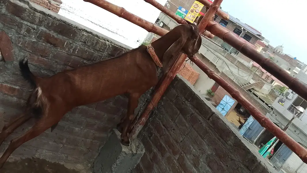 naagra goat for sale — photo 6