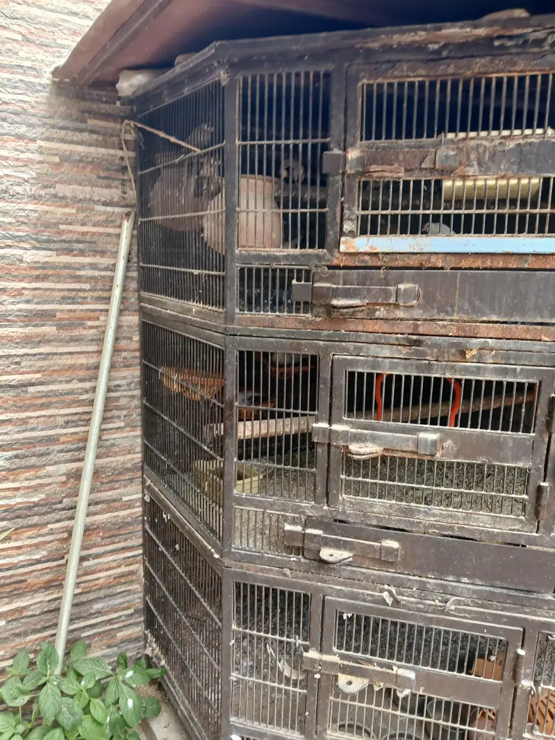 cage heavy — photo 2