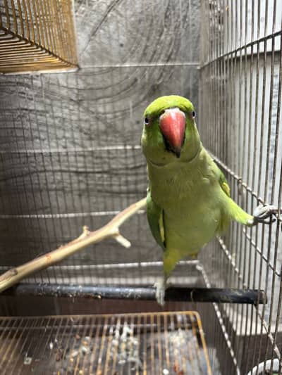 Green parrot femail