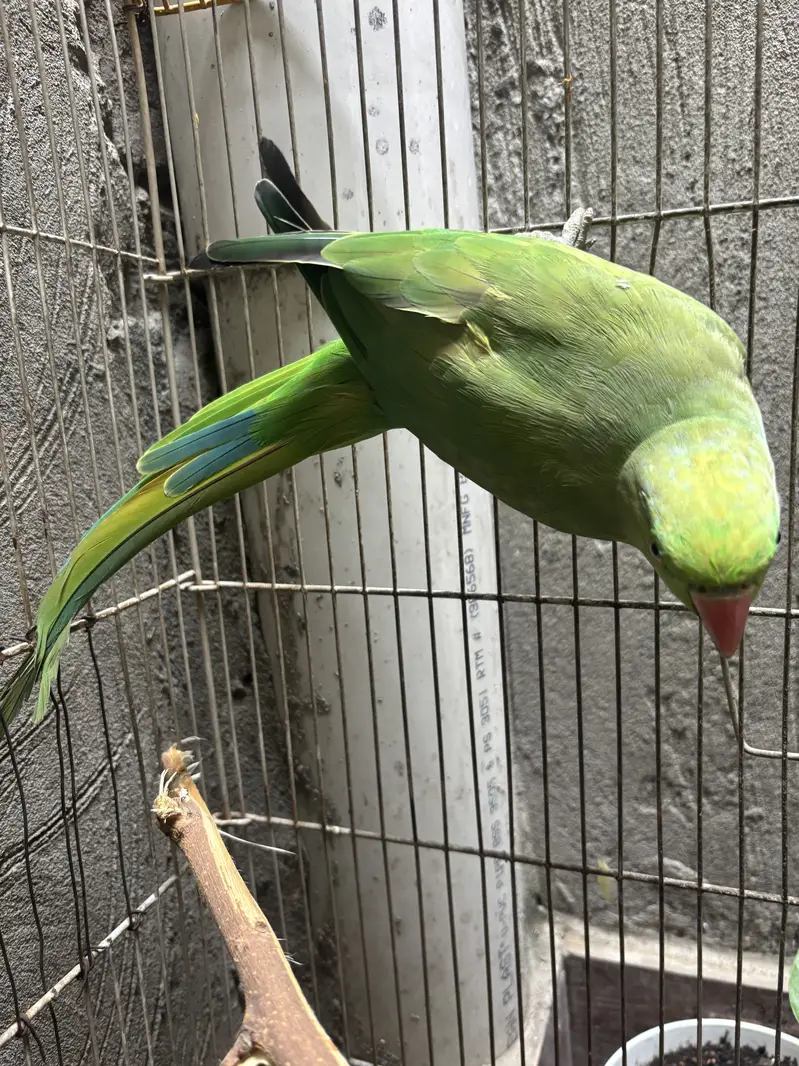 Green parrot femail — photo 2