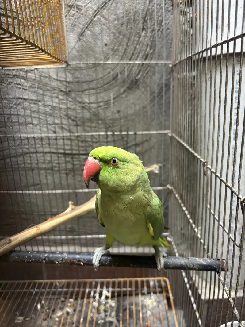 Green parrot femail — photo 3