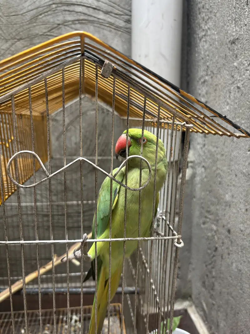 Green parrot femail — photo 4