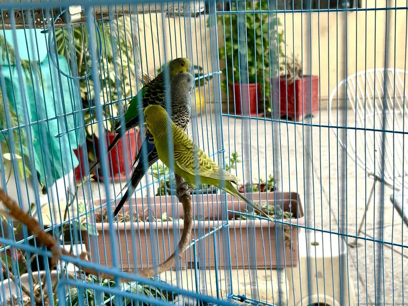 Bird Cage with 3 Budgies — photo 2