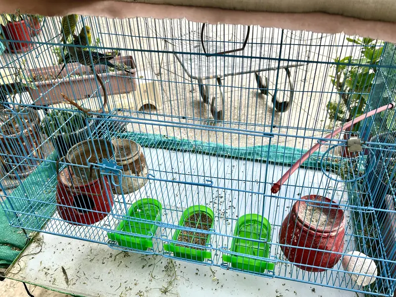Bird Cage with 3 Budgies — photo 3