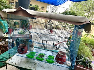 Bird Cage with 3 Budgies