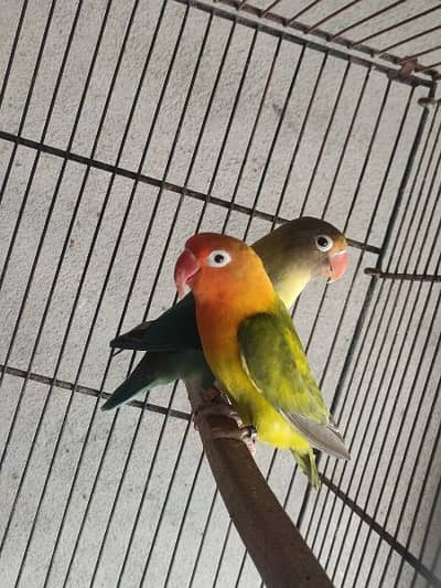 Lovebird Breeder