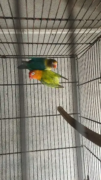 Lovebird Breeder — photo 2