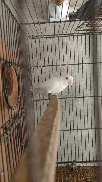 Lovebird Breeder — photo 3