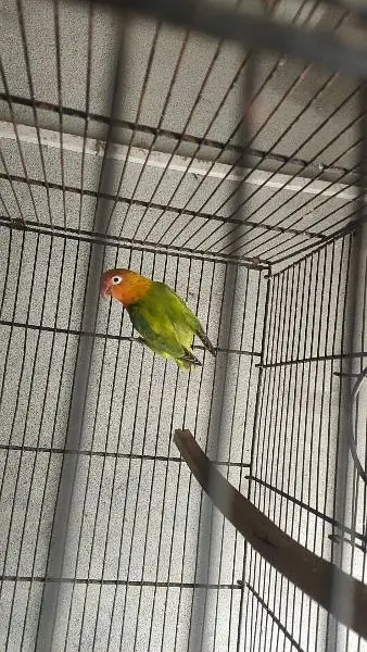 Lovebird Breeder — photo 4