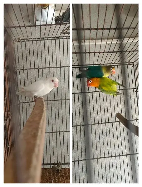 Lovebird Breeder — photo 5