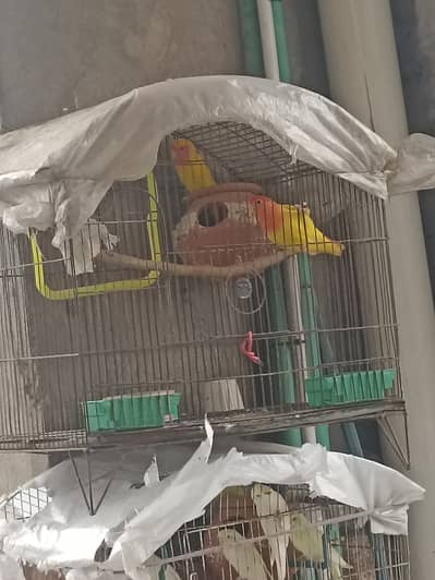 Lovebird pineapple conure healthy and active breeder pair