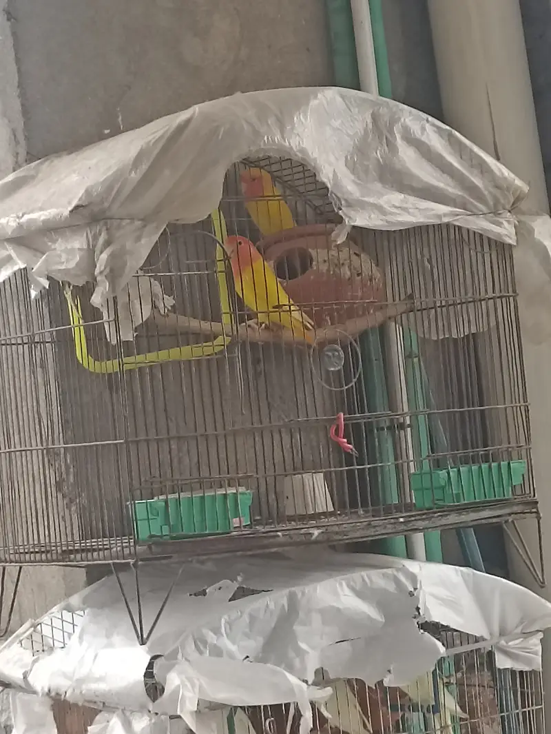Lovebird pineapple conure healthy and active breeder pair — photo 2