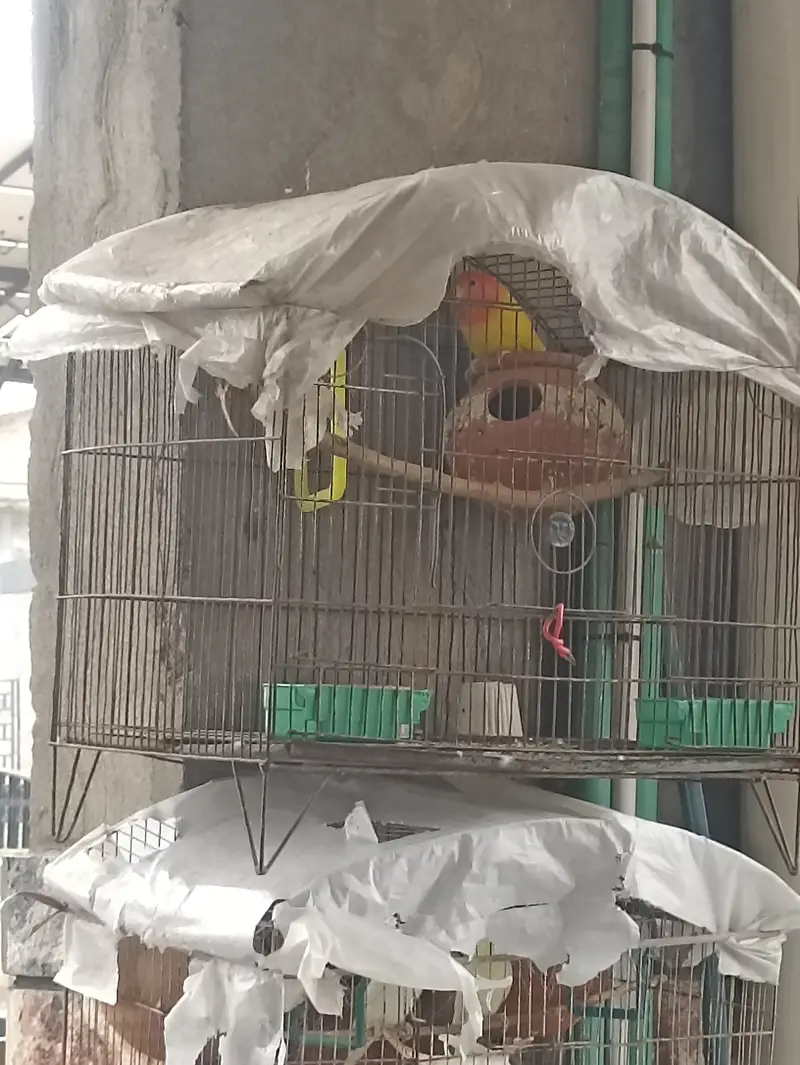 Lovebird pineapple conure healthy and active breeder pair — photo 3