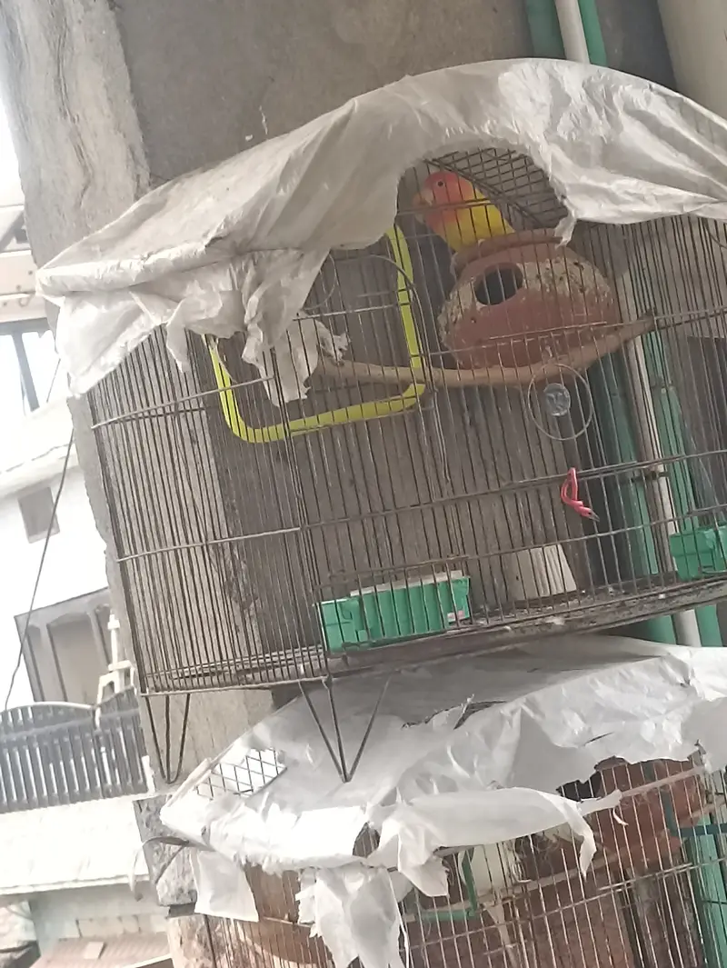Lovebird pineapple conure healthy and active breeder pair — photo 4