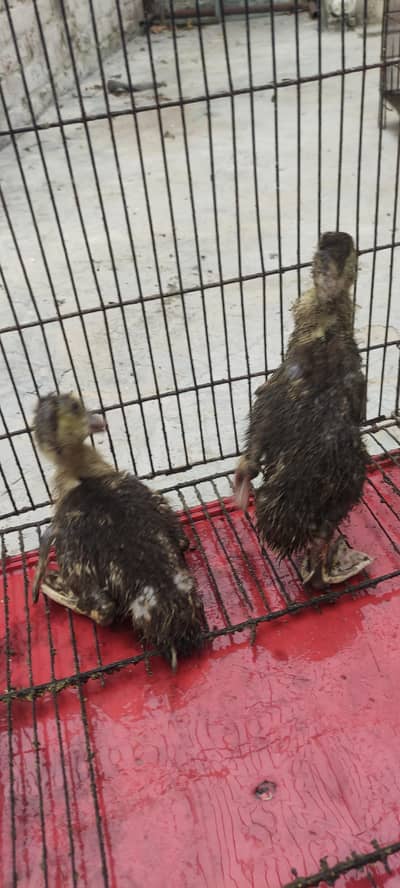 muscovy ducklings for sale