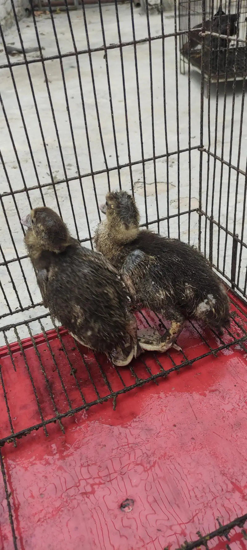 muscovy ducklings for sale — photo 2