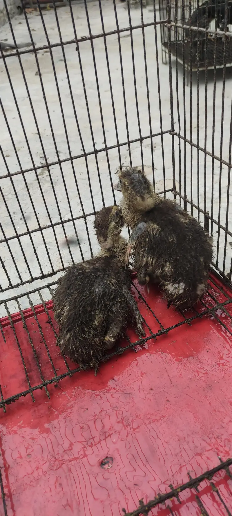 muscovy ducklings for sale — photo 3